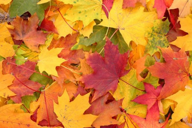 Herbstbl&auml;tter