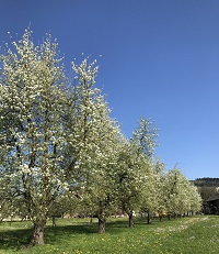 Birnbäume