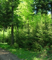 gepflegter Wald