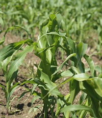 Junge Maispflanzen