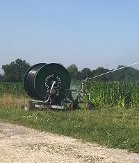 Ein Maisfeld wird bewässert.