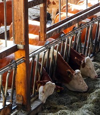 Kühe in Stallhaltung