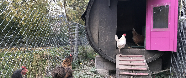 Hühner in einem Privatgarten