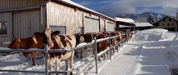 Kühe im Winter draussen