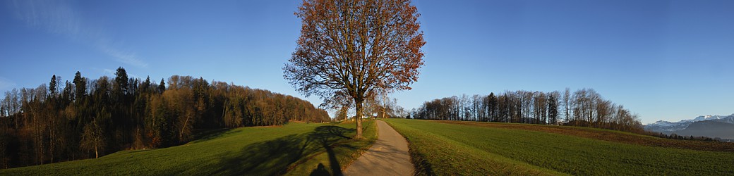 Herbstbild mit Einzelbaum