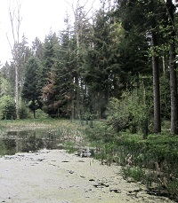 Feuchtbiotop im Wald
