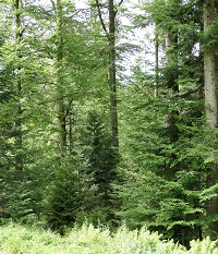 Vielfältig aufgebauter Wald.