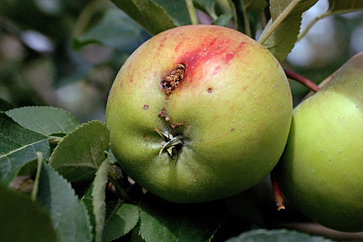 Andermatt Biocontrol AG - Wurmstichiger Apfel